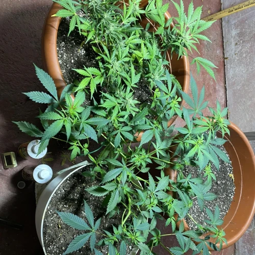 Amnesia Haze x Blueberry Auto Week 6