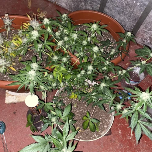 Amnesia Haze x Blueberry Auto Week 7 