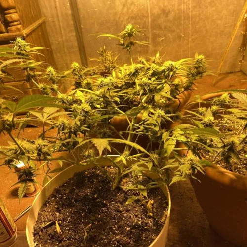 Amnesia Haze x Blueberry Auto Week 8