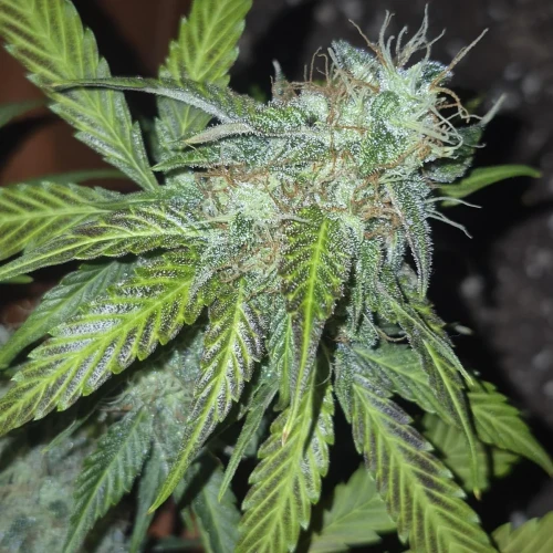Amnesia Haze x Blueberry Auto Week 9 