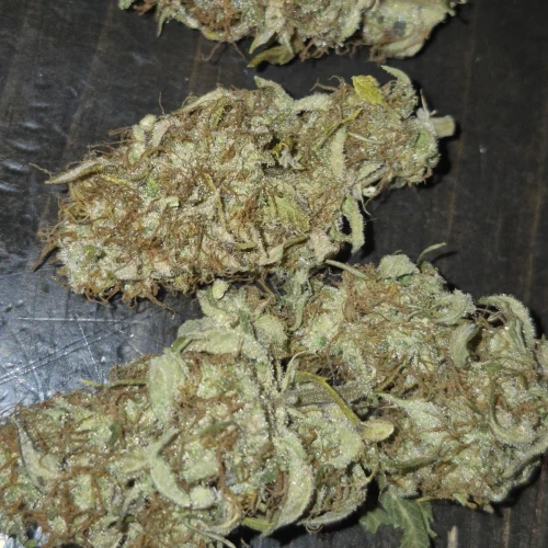 Amnesia Haze x Blueberry Auto Week 10