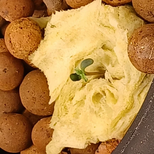 Banana Kush Auto Week 1