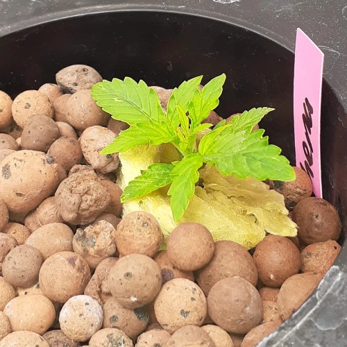 Banana Kush Auto Week 2