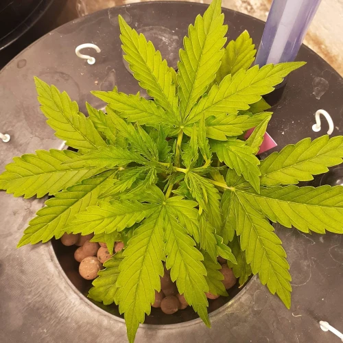 Banana Kush Auto Week 3