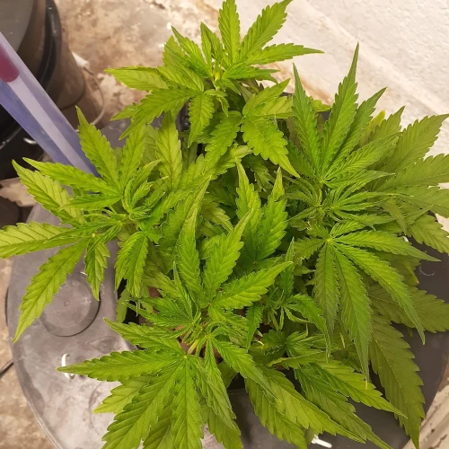 Banana Kush Auto Week 4