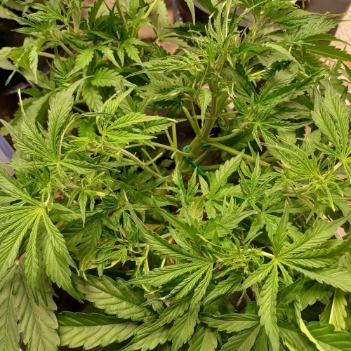 Banana Kush Auto Week 5