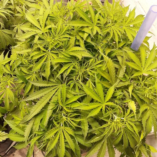 Banana Kush Auto Week 6