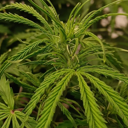 Banana Kush Auto Week 7