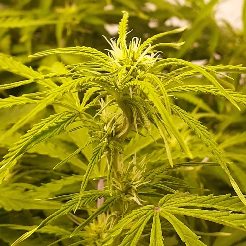 Banana Kush Auto Week 8