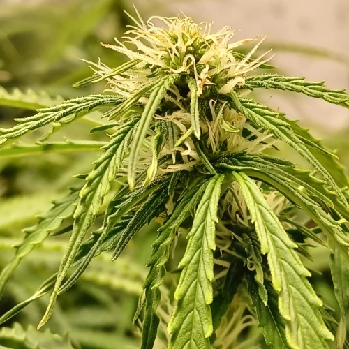 Banana Kush Auto Week 9