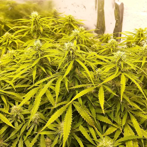 Banana Kush Auto Week 10