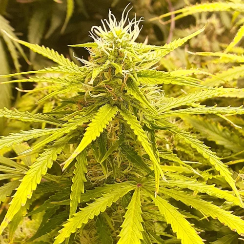 Banana Kush Auto Week 11