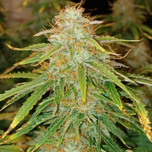 Banana Kush Auto Week 12