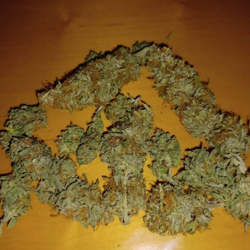 Banana Kush Auto Week 12