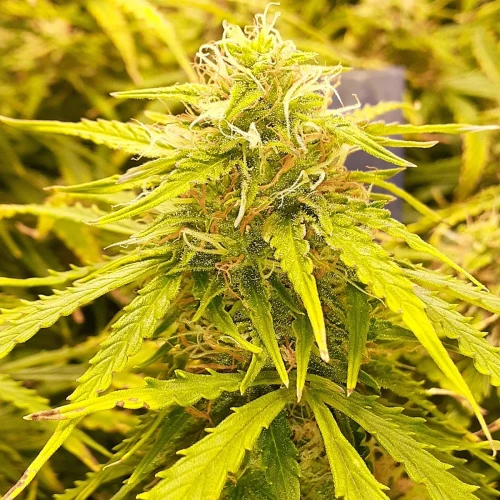 Banana Kush Auto Week 12