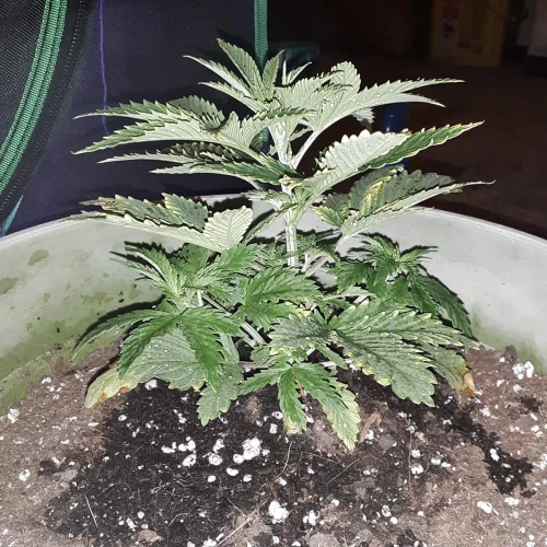 Blue Dream Week 3
