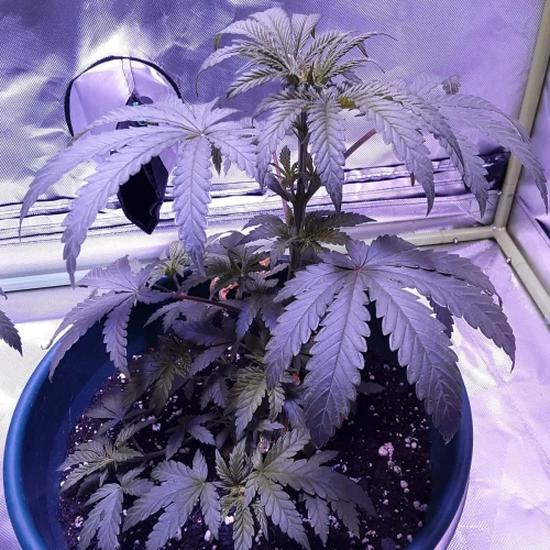 Blue Dream Week 4