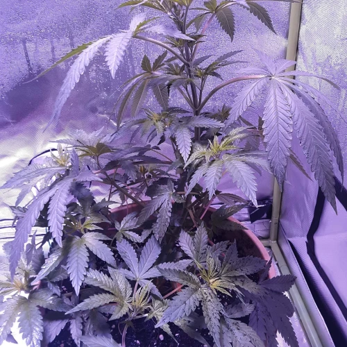 Blue Dream Week 5