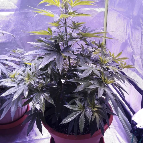 Blue Dream Week 6