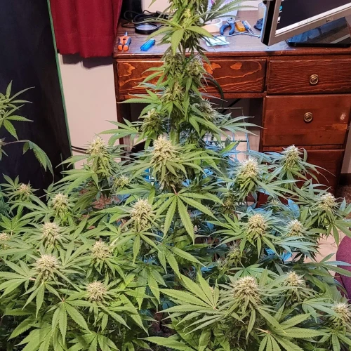 Blue Dream Week 13