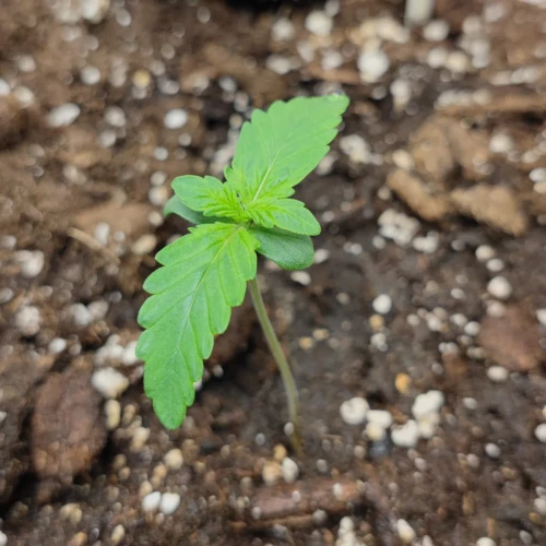 Bruce Banner Auto Week 1