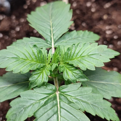 Bruce Banner Auto Week 2