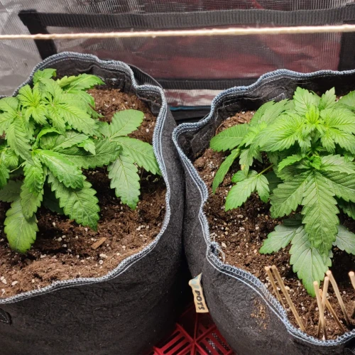 Bruce Banner Auto Week 3