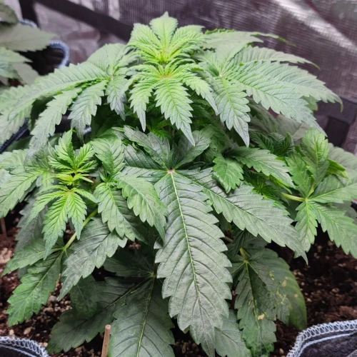 Bruce Banner Auto Week 4