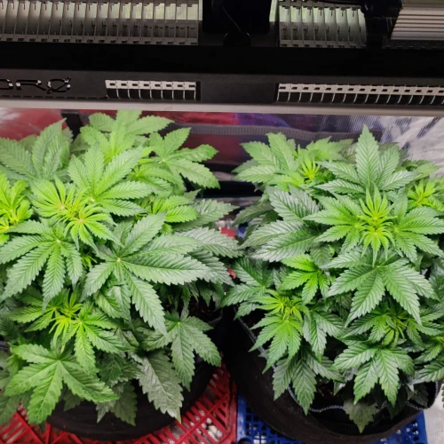 Bruce Banner Auto Week 5