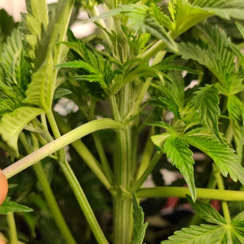 Bruce Banner Auto Week 6