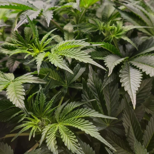 Bruce Banner Auto Week 7