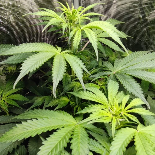 Bruce Banner Auto Week 8