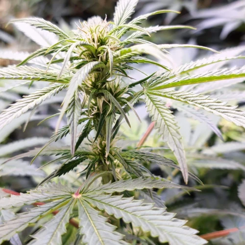 Bruce Banner Auto Week 9