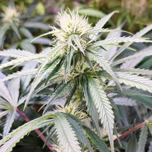 Bruce Banner Auto Week 10