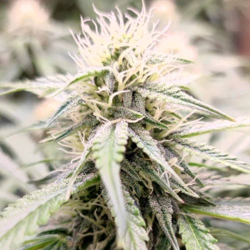 Bruce Banner Auto Week 11