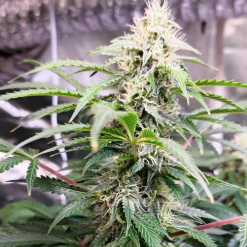 Bruce Banner Auto Week 12