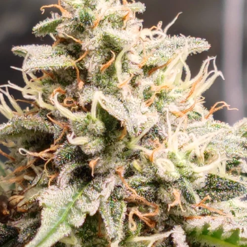 Bruce Banner Auto Week 13