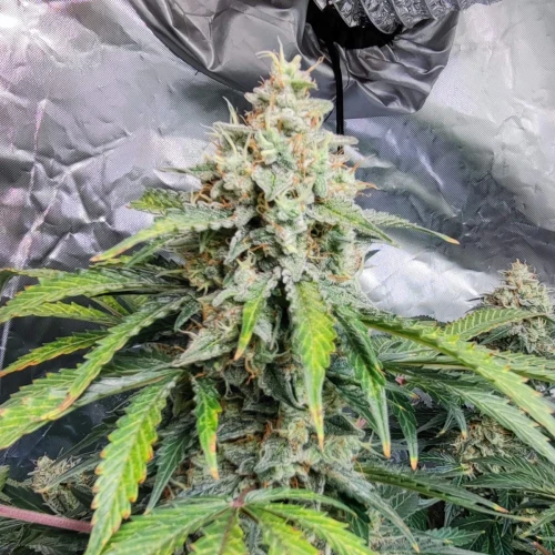 Bruce Banner Auto Week 14