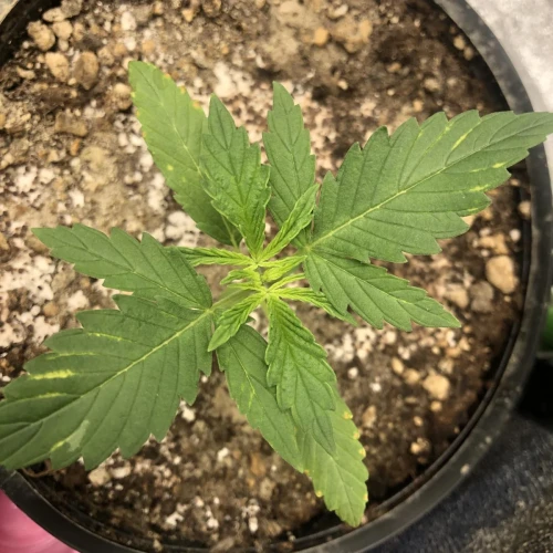 Bubblegum Week 2