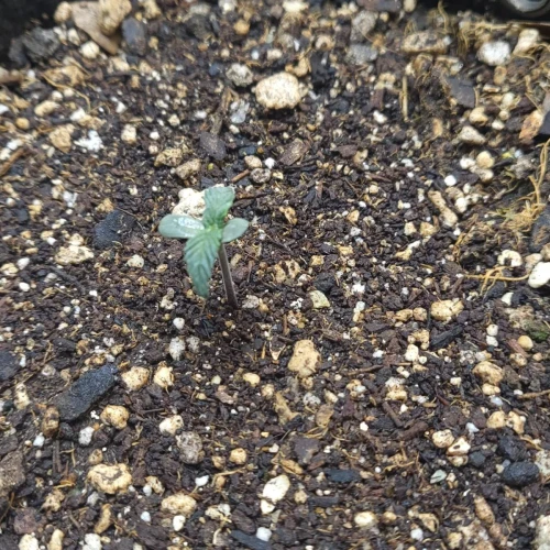 C. Banana Auto Week 1