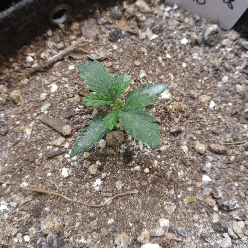 C. Banana Auto Week 2