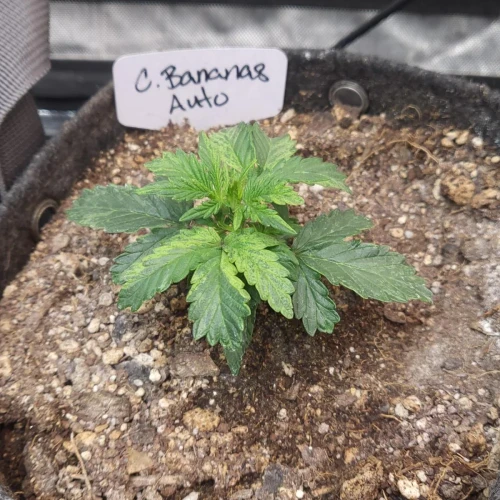 C. Banana Auto Week 3