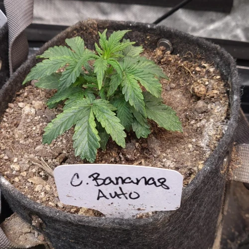 C. Banana Auto Week 4