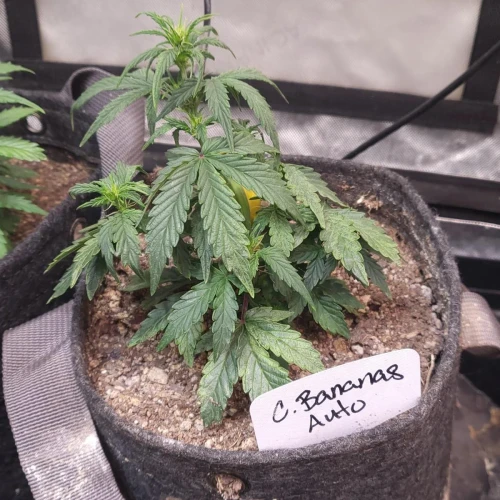 C. Banana Auto Week 5