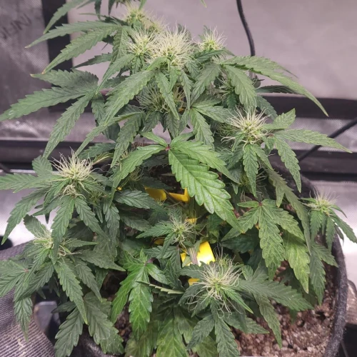 C. Banana Auto Week 6