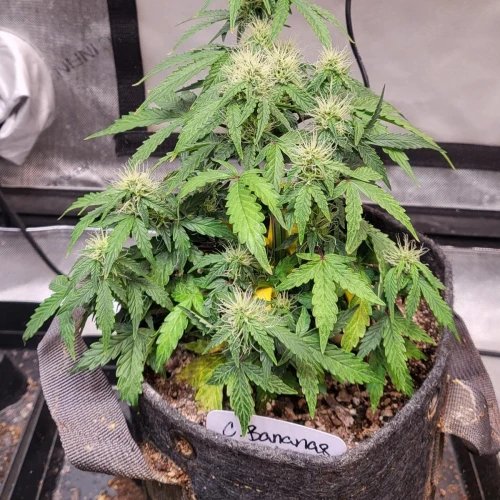 C. Banana Auto Week 7