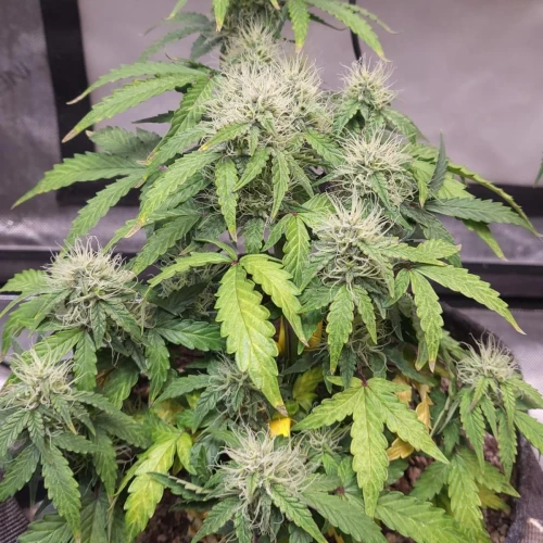 C. Banana Auto Week 8