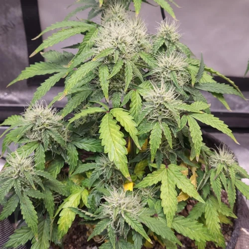 C. Banana Auto Week 9