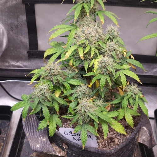 C. Banana Auto Week 10