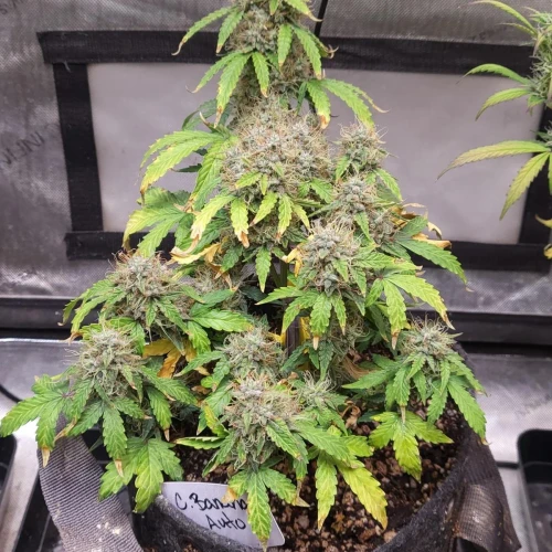 C. Banana Auto Week 11